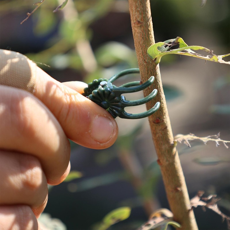 Wholesale Mini Plant Support C - Gardening Tools Store 评论和价格