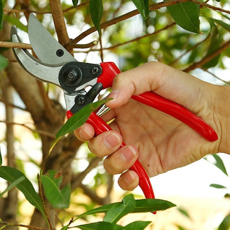 Premium Grafting Pruning Shear - Gardening Tools Quality 评论和价格