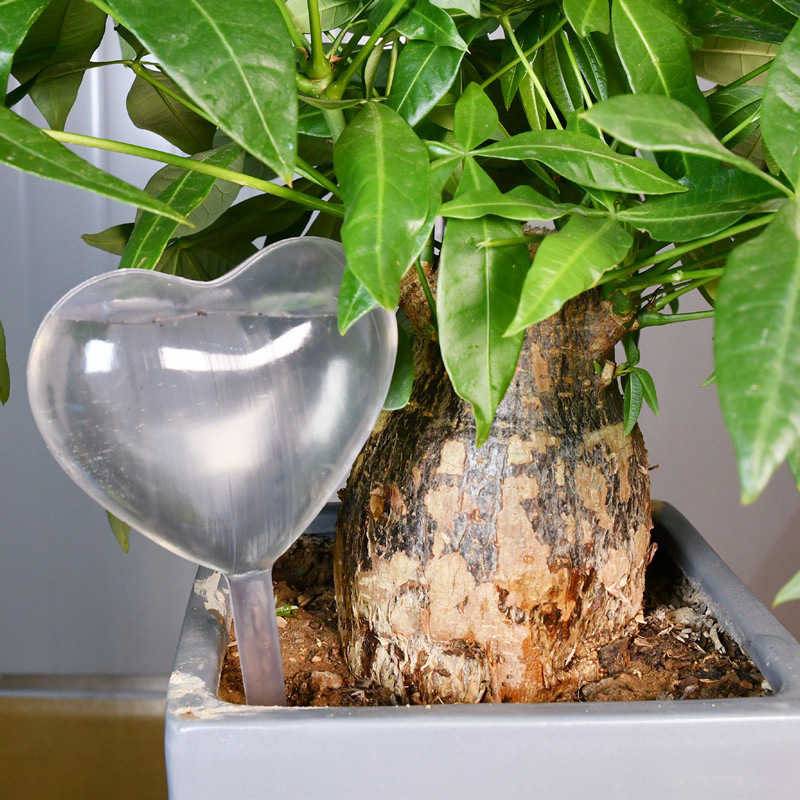 House/Garden Water Houseplant  - Gardening Tools Equipment 评论和价格